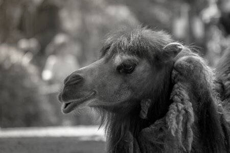 Camel animal mammal