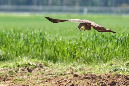 Bird wing bird of prey photo