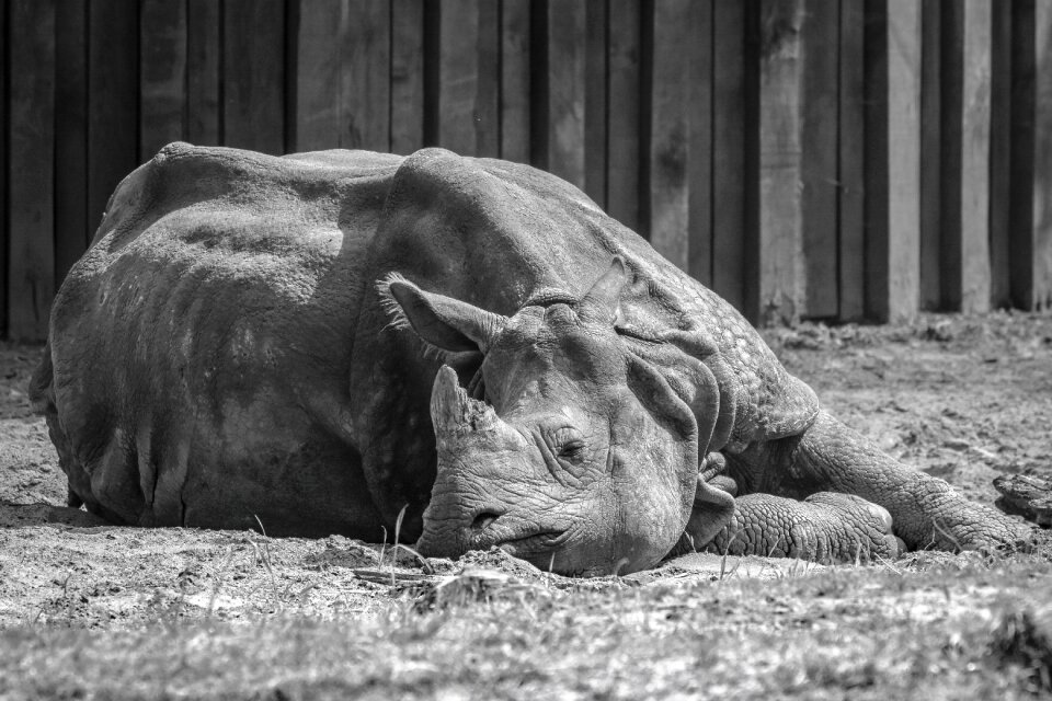 Rhino animal mammal