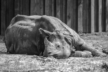 Rhino animal mammal photo
