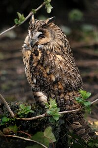 Animal nature animal world