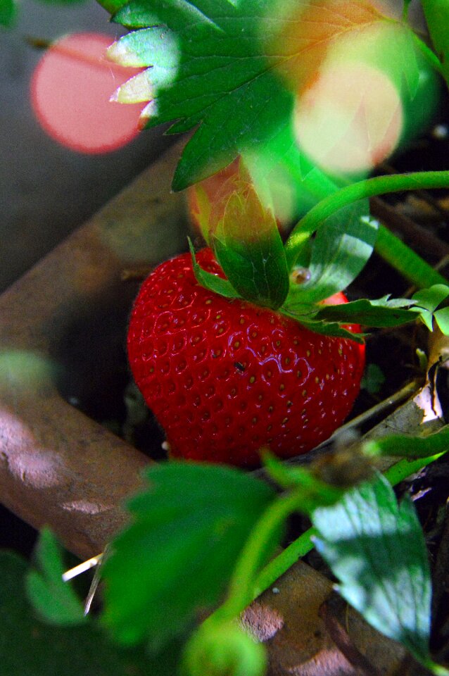 Red red strawberries food