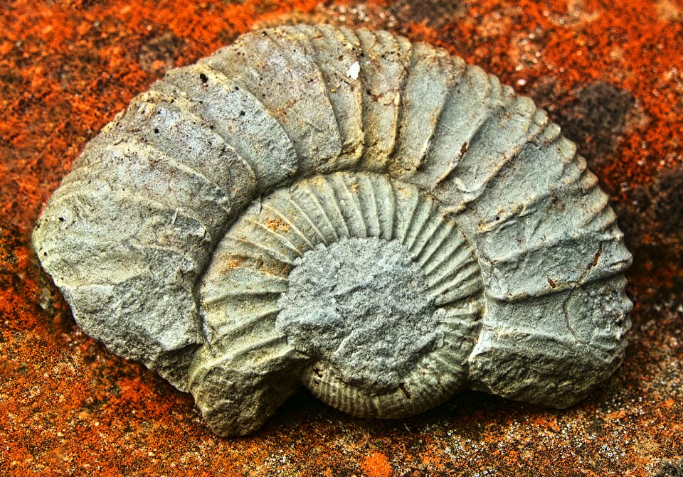 Cephalopods ammonoidea extinct