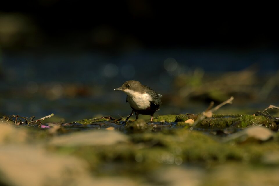 Bird autumn dippers