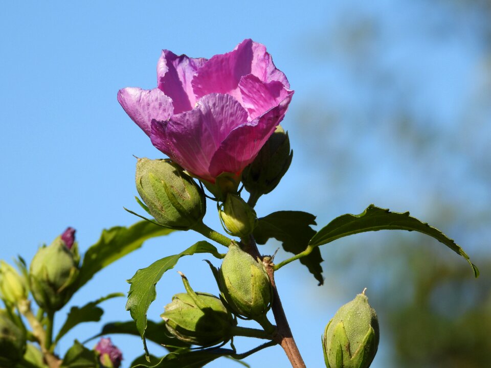 Autumn green buds plant