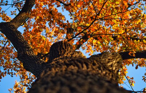 Tribe oak leaves bright
