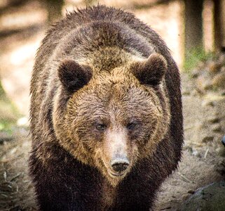 Carnivores wild bear