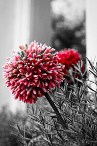 Plant bloom summer