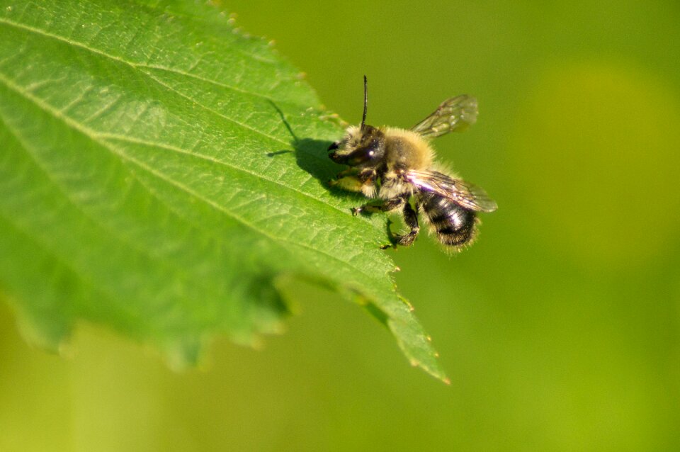 Close up macro nature