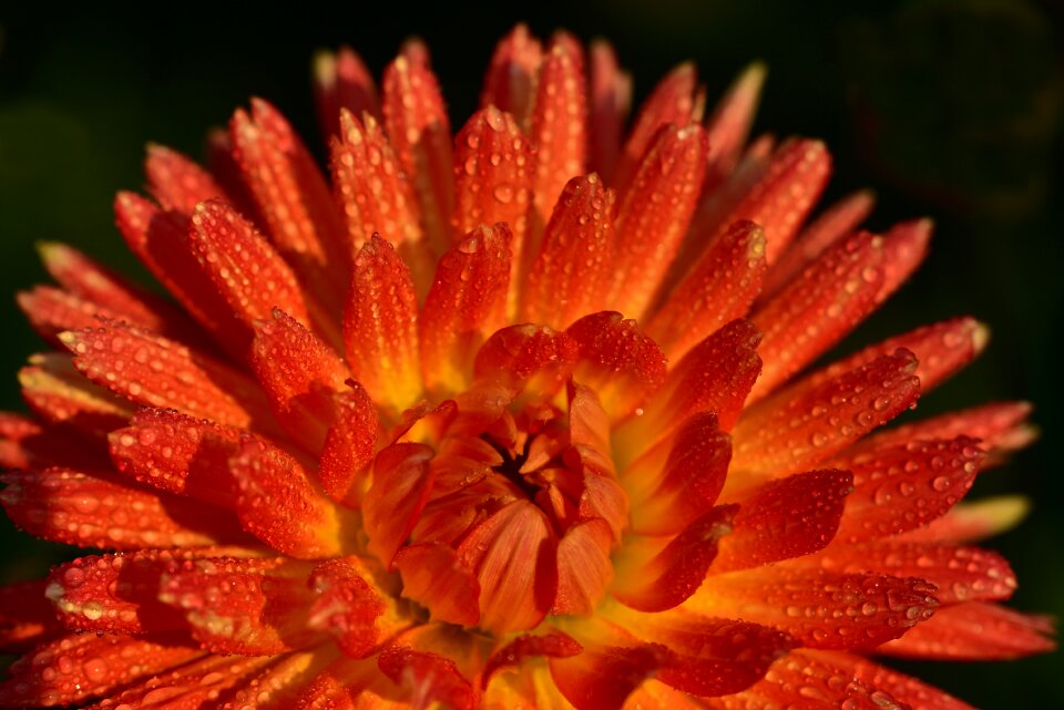 Bloom plant bloom