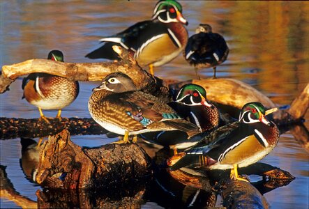 Waterbirds standing wildlife