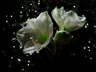Amaryllis plant hippeastrum photo