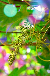 White grapes green bunch of grapes photo