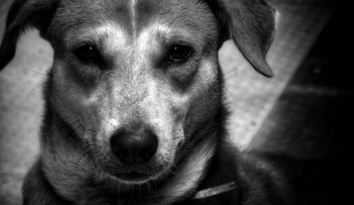 Portrait pet animal