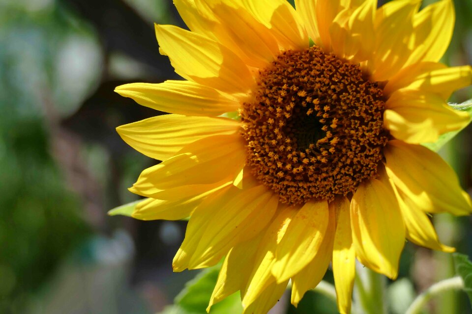 Nature blossom bloom