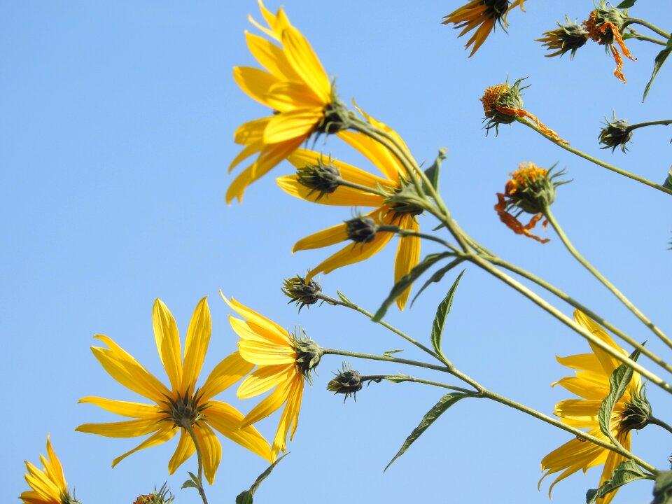 Flowers sunflower summer