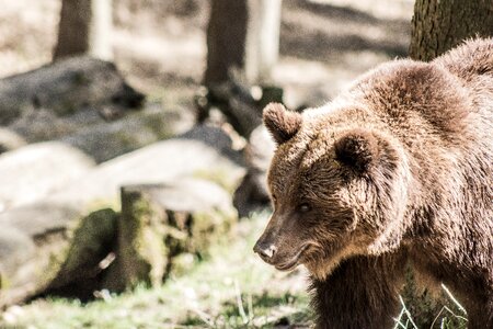 Mammal wild brown bear photo