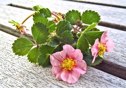 A small tendril pink flowers new strawberry plant