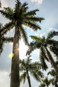 Outdoor tropical sky