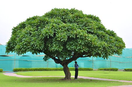 Green exotic meditation