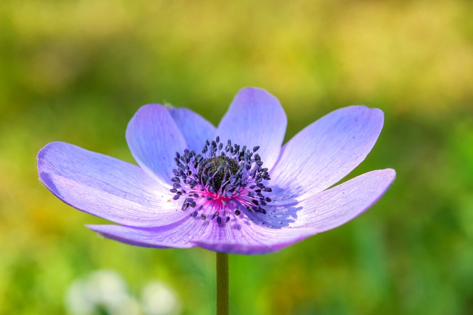 Summer blue purple photo