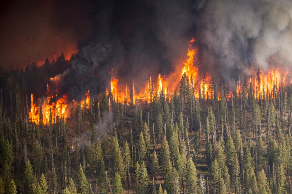Firefighters smoke trees
