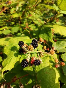 Bush fruit food