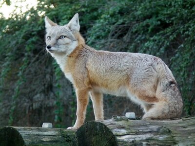 Animal wildlife wild