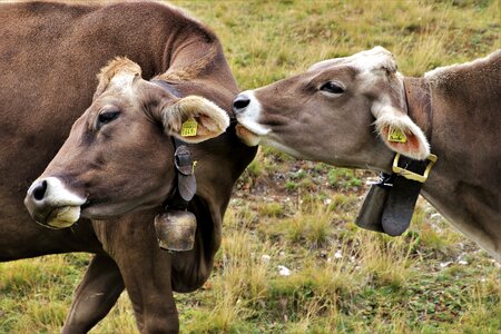 Total animals pasture land