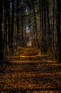 Foliage landscape nature