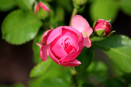 Pink half open nature photo