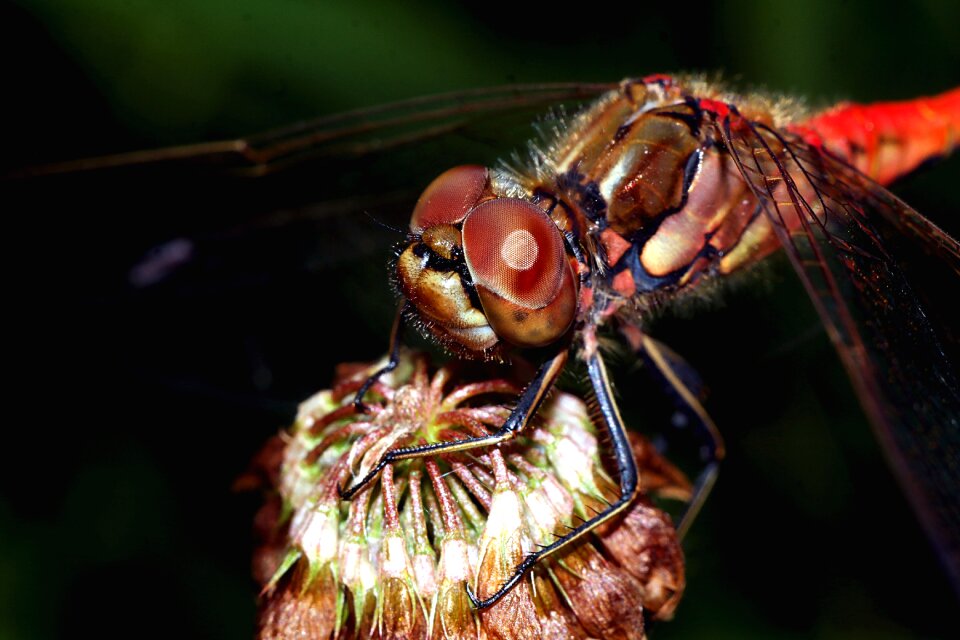 Nature dragonflies summer