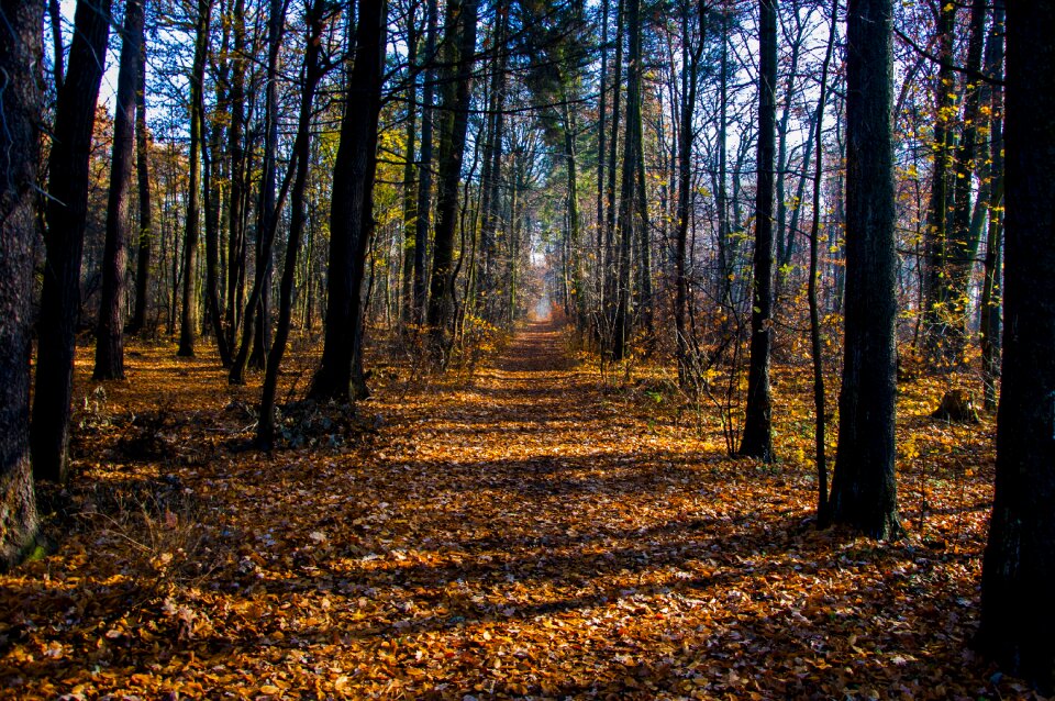Foliage landscape nature