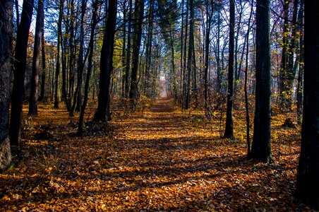 Foliage landscape nature