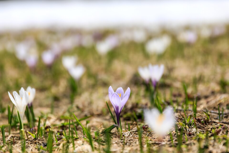 Bulbous flowers purple flower spring flower