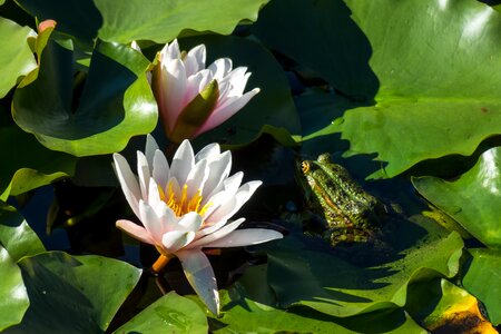 Protected pond lily pad