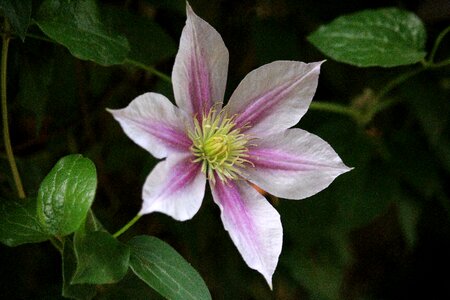 Blossom bloom summer