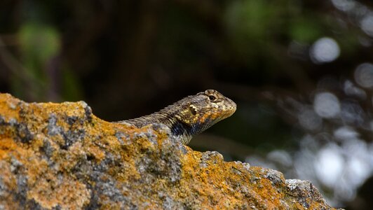 Animal nature yellow
