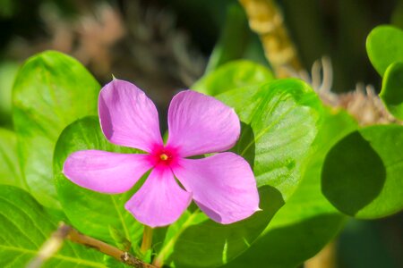 Bloom fuchsia flowers