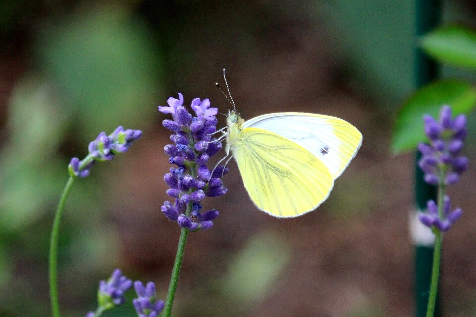 Yellow purple insect