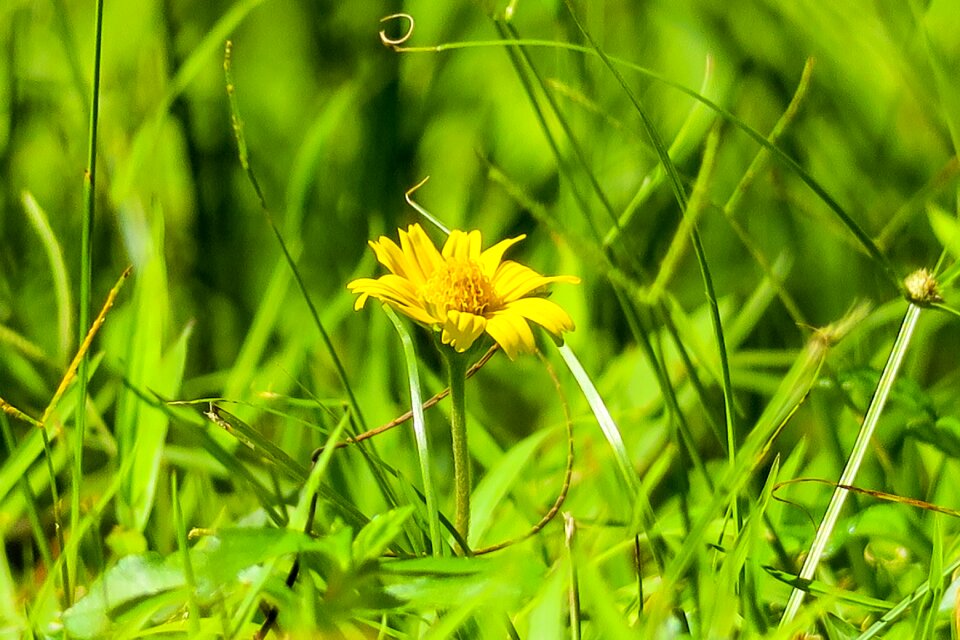 Nature bloom yellow