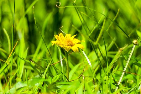 Nature bloom yellow photo