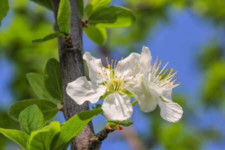 Plum plant tree photo