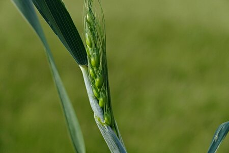 Summer harvest background