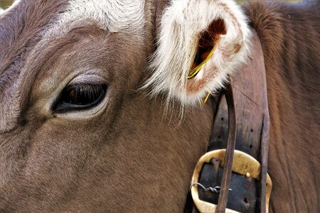 Animals cattle agriculture photo