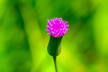 Bloom fuchsia flowers