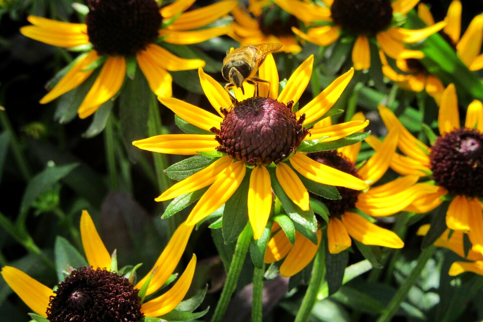 Sunny nature summer