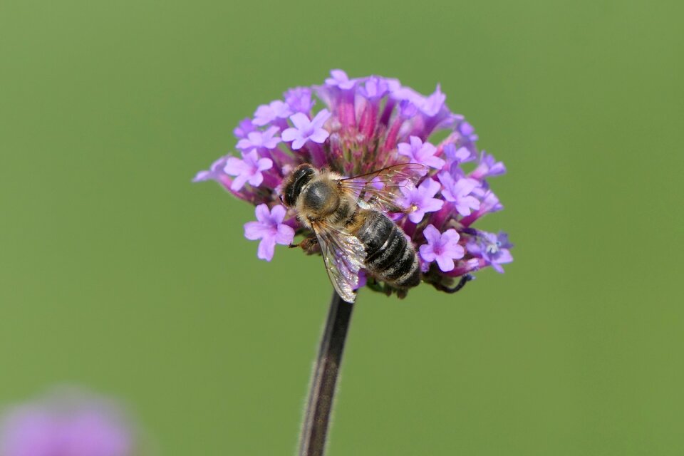 Macro insect purple flower