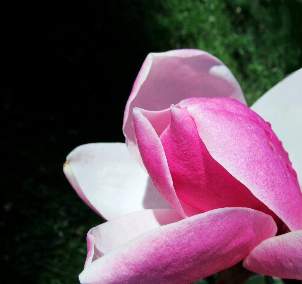 Flora nature blooming