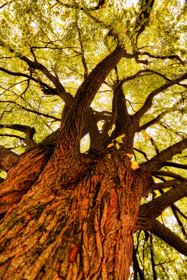 Aesthetic leaves green